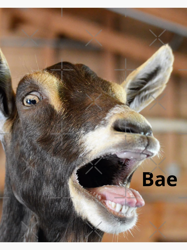 Sticker Autocollant Vinyle 10 X 15 Cm Tortue Animal Humoristique PRPE0860