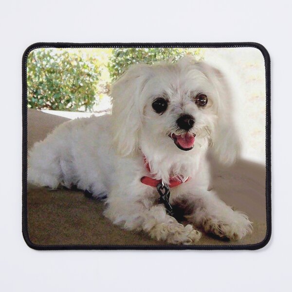 Item preview, Adorable Maltese Dog designed and sold by Carlo Varo.