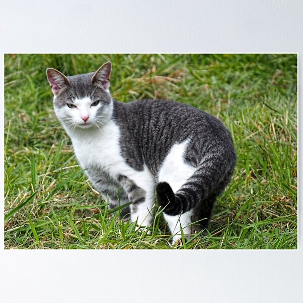 Item preview, Ringtailed Kitty..........East Devon UK designed and sold by lynn carter.
