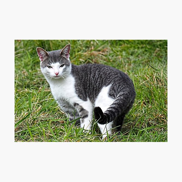 Item preview, Ringtailed Kitty..........East Devon UK designed and sold by lynn carter.