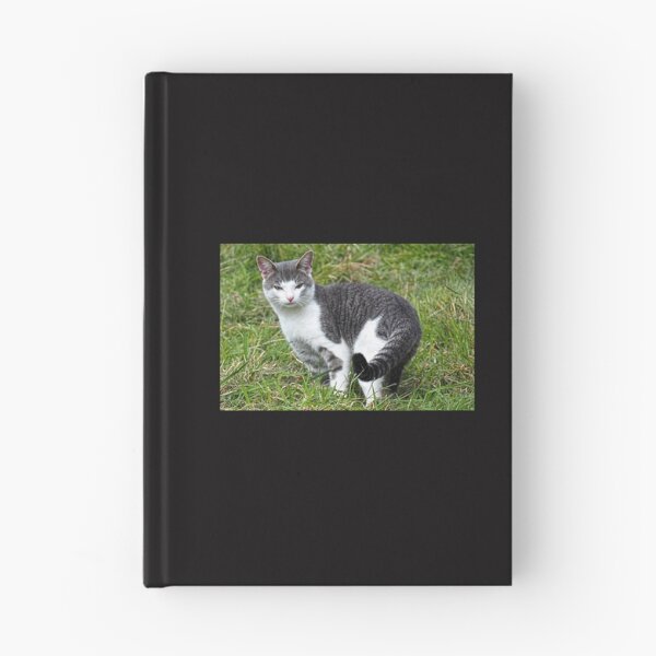 Item preview, Ringtailed Kitty..........East Devon UK designed and sold by lynn carter.