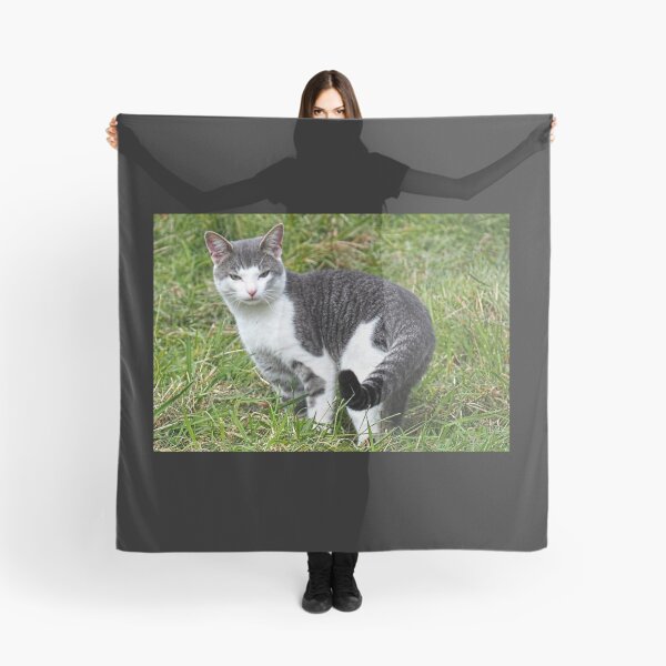 Item preview, Ringtailed Kitty..........East Devon UK designed and sold by lynn carter.