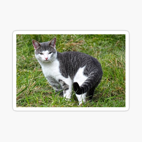 Item preview, Ringtailed Kitty..........East Devon UK designed and sold by lynn carter.