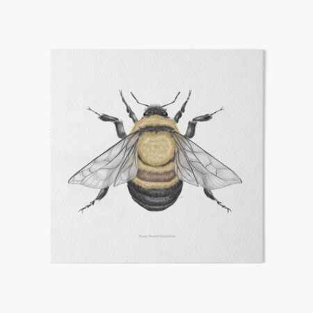 Item preview, Rusty Patched Bumble Bee designed and sold by sdawsonart.