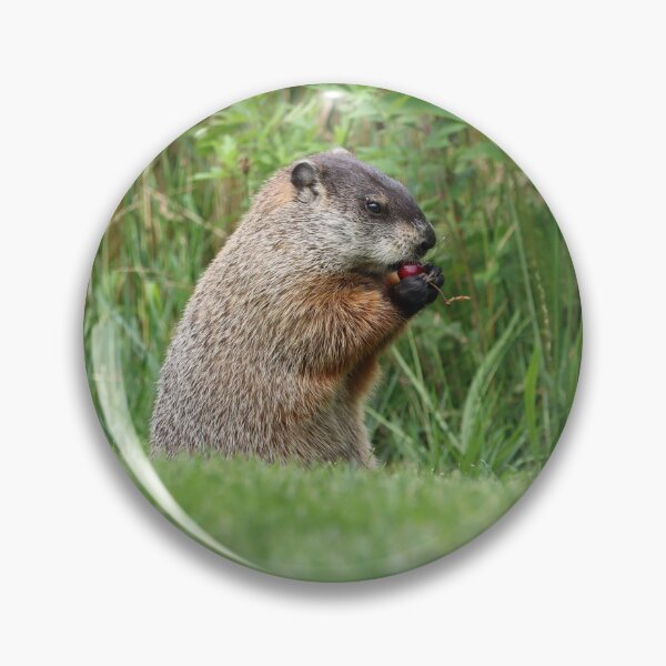 Item preview, Woodchuck Eating a Cherry designed and sold by LisaNaturePhoto.