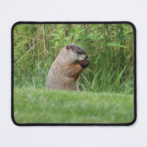 Item preview, Woodchuck Eating a Cherry designed and sold by LisaNaturePhoto.