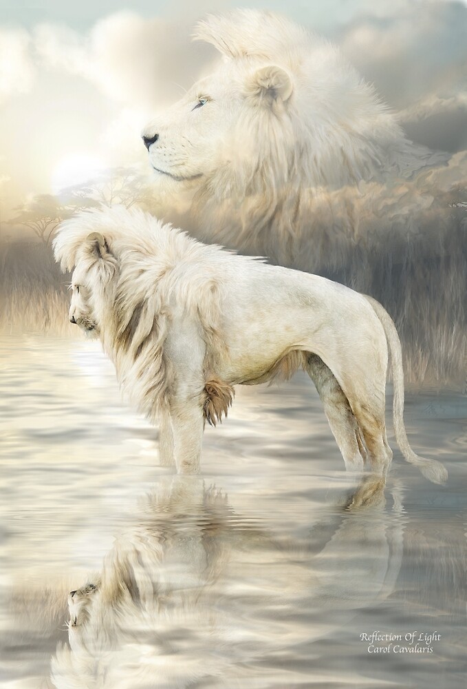 "White Lion - Reflection Of Light" by Carol Cavalaris ...