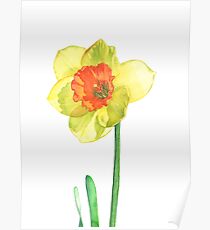 Daffodil Poster