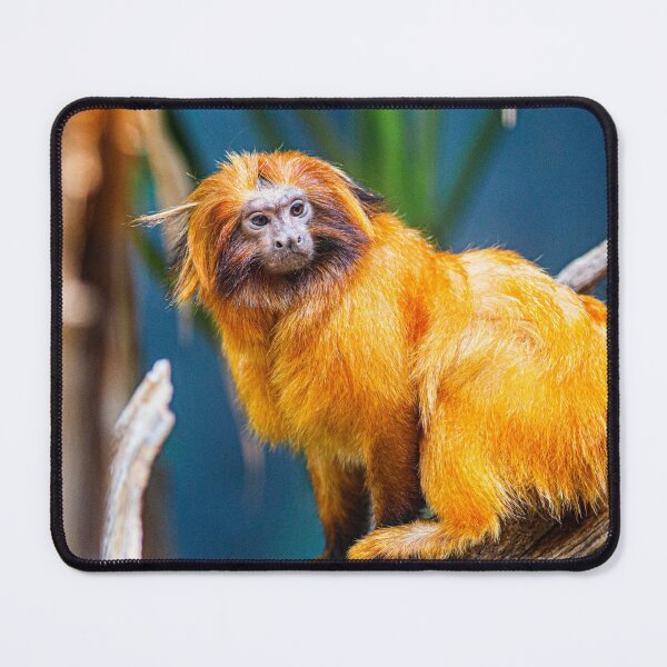 Item preview, Golden Lion Tamarin Photograph | I Love Monkeys | Golden Compass designed and sold by WeAreGrotesque.