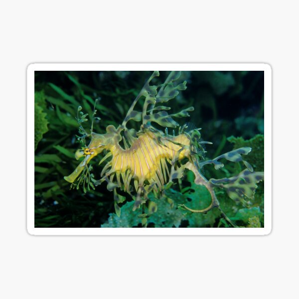 Leafy Seadragon Sticker