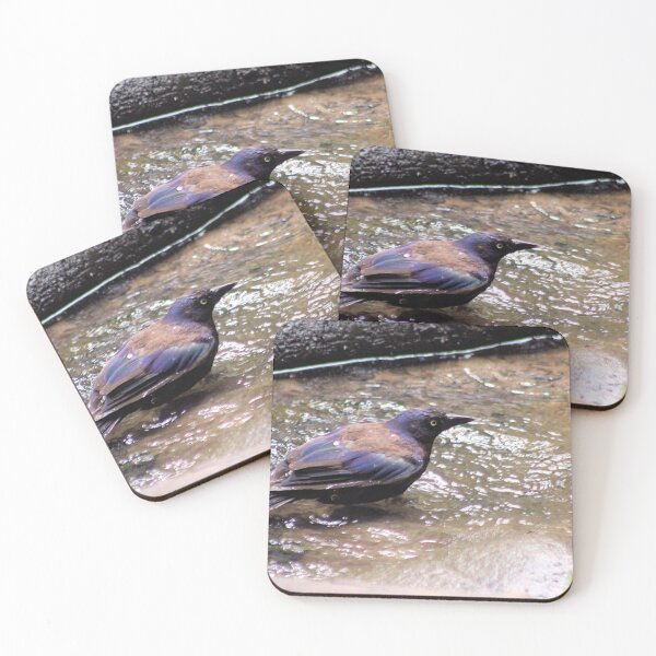 Item preview, BATHING GRACKLE designed and sold by BOLLA67.