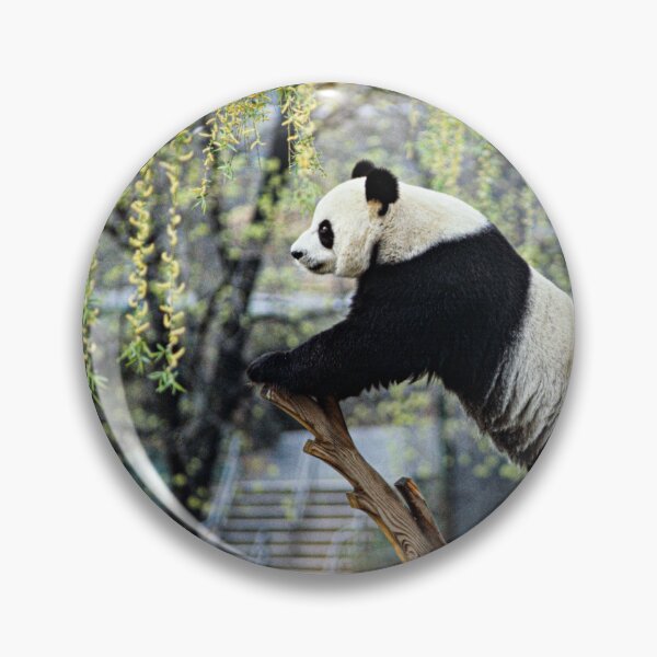 Item preview, Panda Photograph | I Love Pandas | Kung Fu Panda designed and sold by WeAreGrotesque.