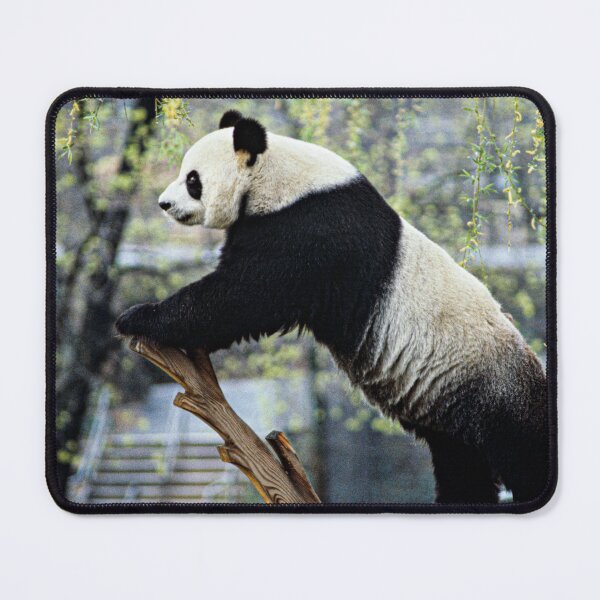 Item preview, Panda Photograph | I Love Pandas | Kung Fu Panda designed and sold by WeAreGrotesque.