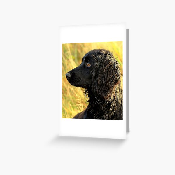 Cocker spaniel portrait Greeting Card