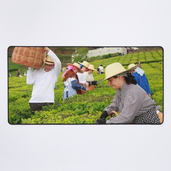 Item preview, Porto Formoso tea gardens designed and sold by Gaspar Avila.