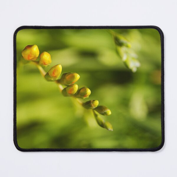 Item preview, Waking Up Yellow Freesia designed and sold by Joy Watson - Natural Light Photography .