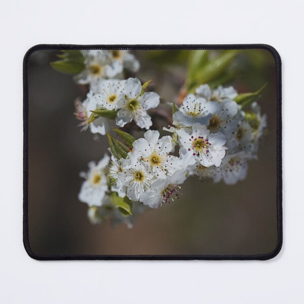 Item preview, Ornamental Pear Flowers designed and sold by Joy Watson - Natural Light Photography .