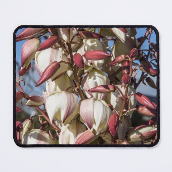 Item preview, Yucca in bloom designed and sold by Dave Hare Photography.