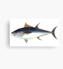 Bluefin Tuna Illustration Metallbild