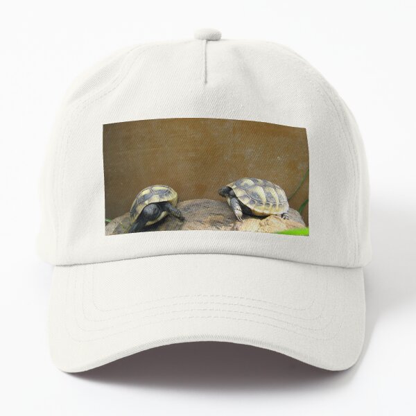 Eastern Hermann's Tortoise Babies (Testudo hermanni boettgeri) Dad Hat