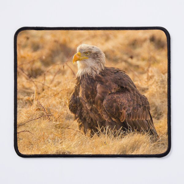 Item preview, Bald Eagle designed and sold by Dave Hare Photography.