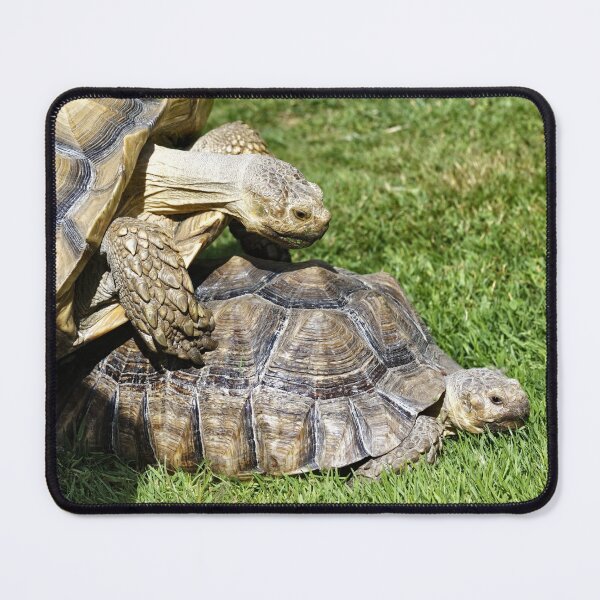 Item preview, African spurred tortoise (Centrochelys sulcata) designed and sold by Andy Harker.