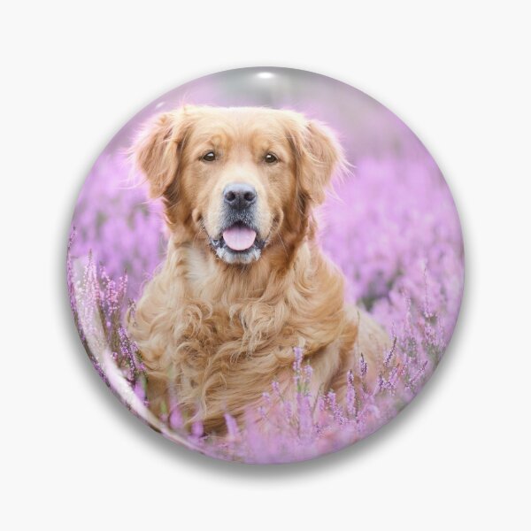 Aperçu de l'œuvre Golden Retriever dans la bruyère créée et vendue par GoldenPortrait.