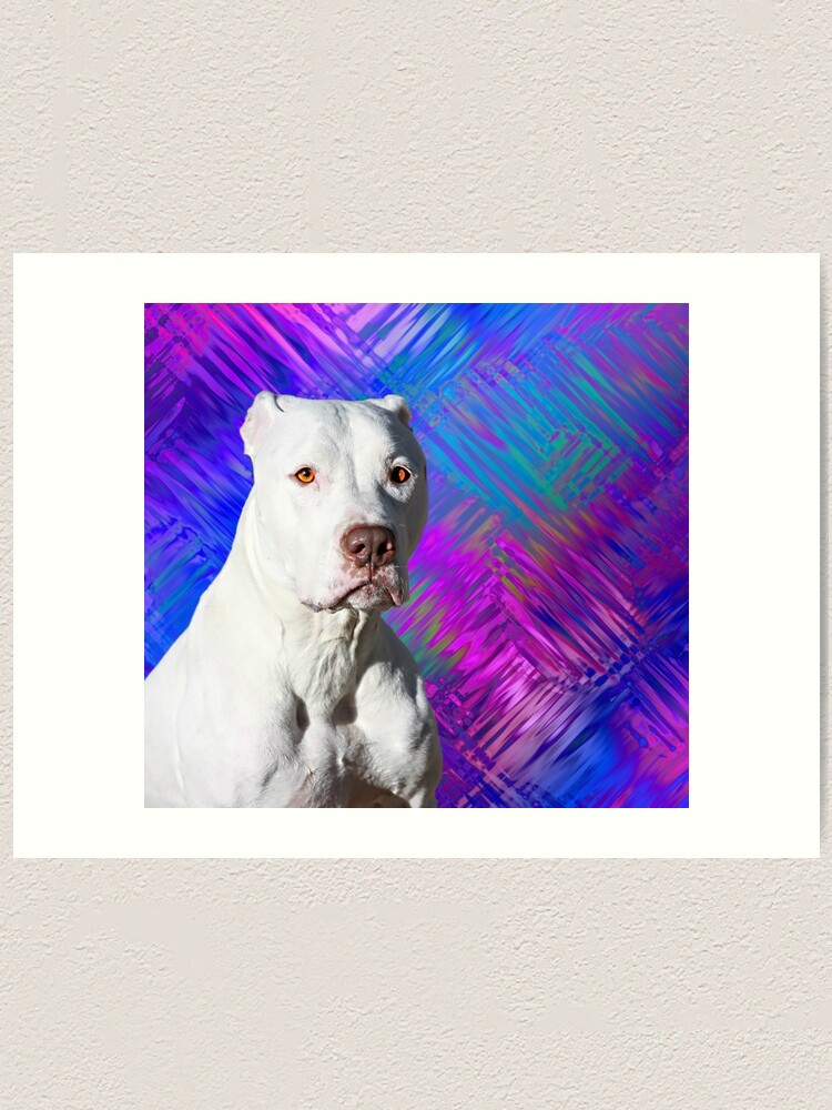 white american pitbull terrier white american pitbull terrier