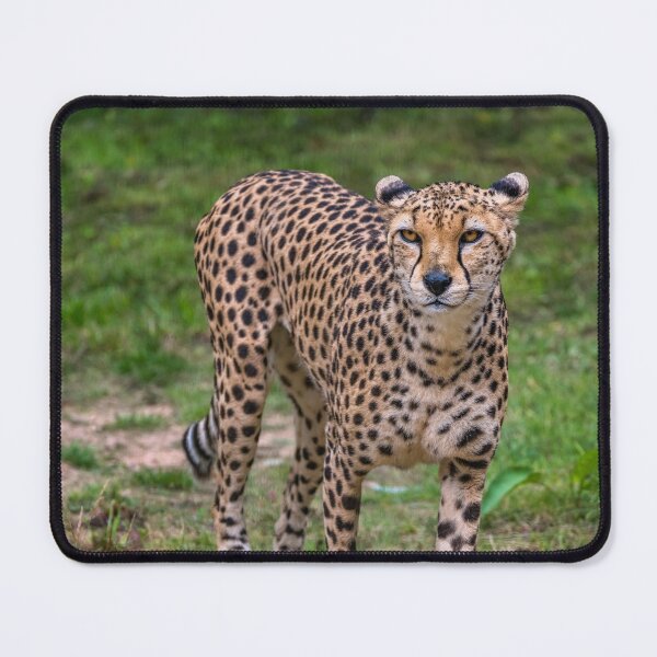Item preview, Cheetah designed and sold by AJEvans.
