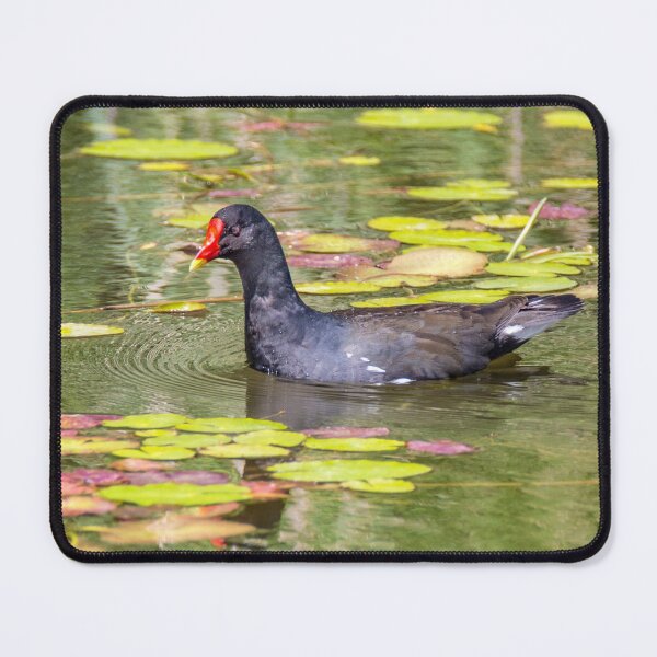 Item preview, Moorhen designed and sold by Dave Hare Photography.