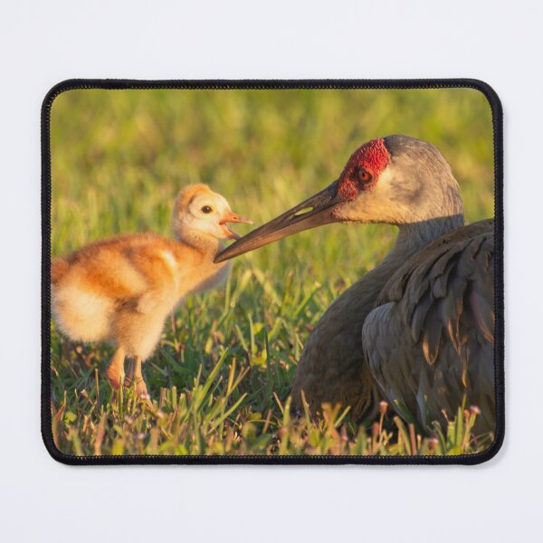 Item preview, A tender peck on its mothers beak designed and sold by Zina Stromberg.