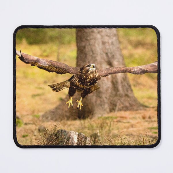 Item preview, Common Buzzard designed and sold by Dave Hare Photography.