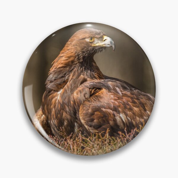 Item preview, Eagle a tierra designed and sold by Dave Hare Photography.