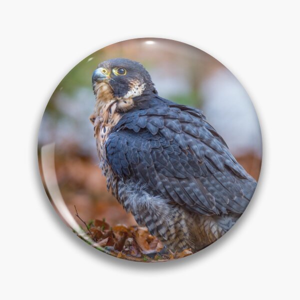 Item preview, Peregrine Falcon designed and sold by Dave Hare Photography.
