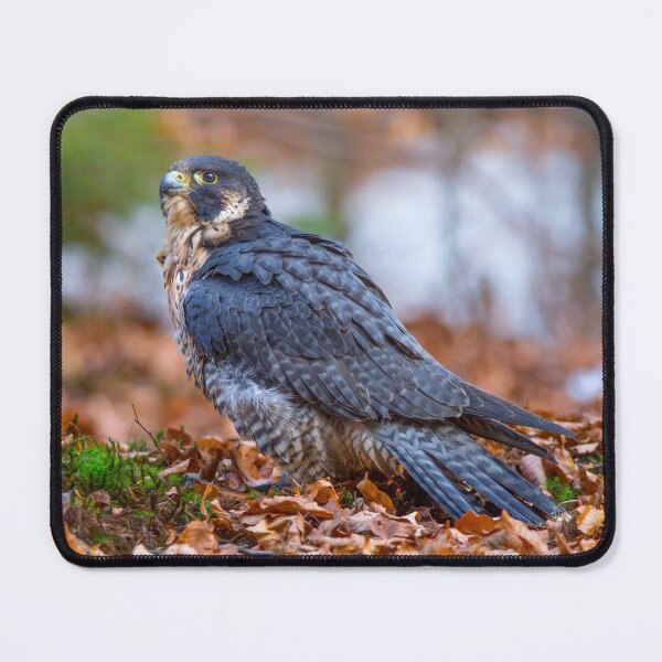 Item preview, Peregrine Falcon designed and sold by Dave Hare Photography.