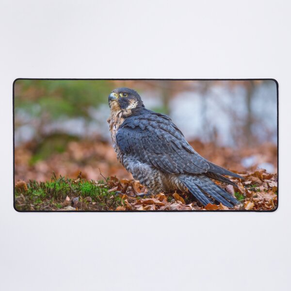 Item preview, Peregrine Falcon designed and sold by Dave Hare Photography.