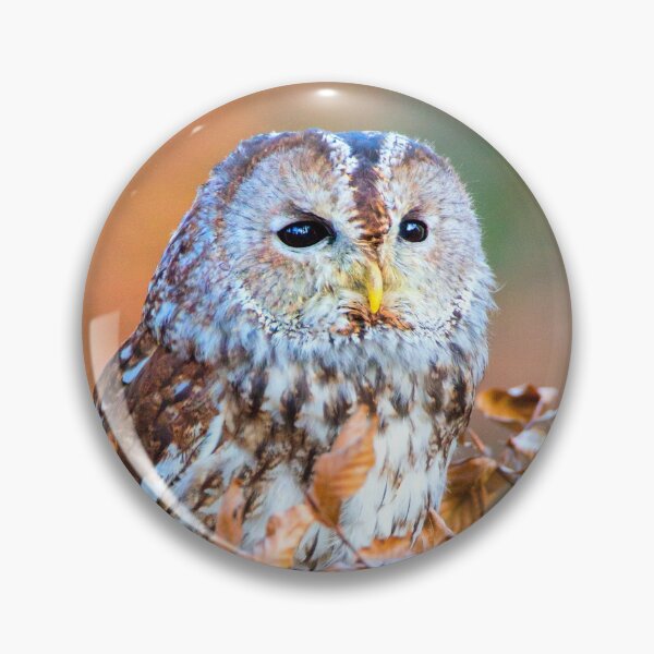 Item preview, Tawny Owl designed and sold by Dave Hare Photography.