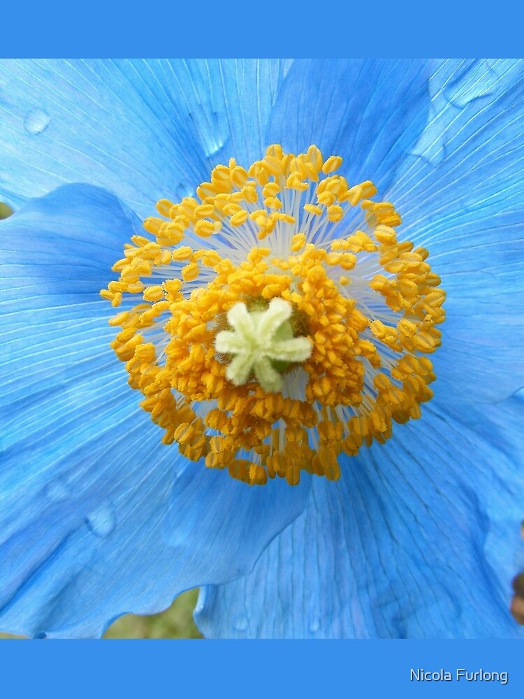 BLUE POPPY FLOWER PETALS by nicolafurlong