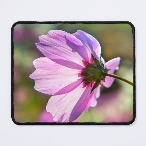 Item preview, Backlit Flora designed and sold by Dave Hare Photography.