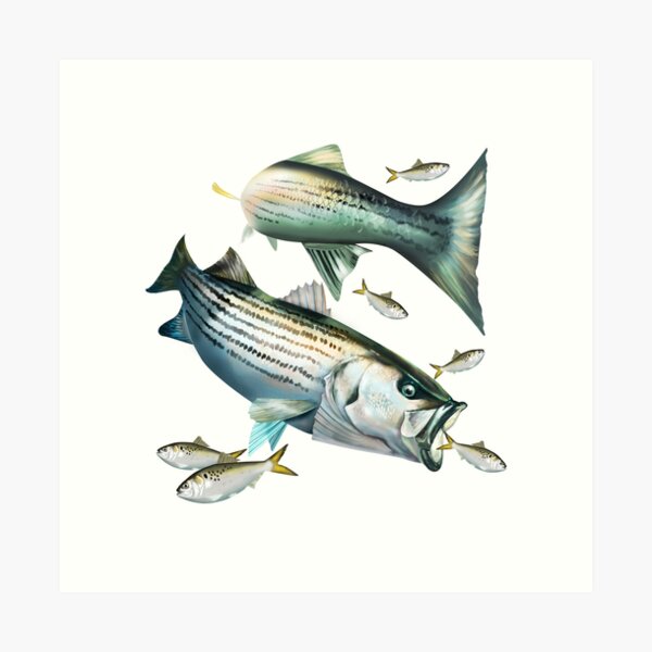 Striped Bass Art Print for Sale by Mary Tracy