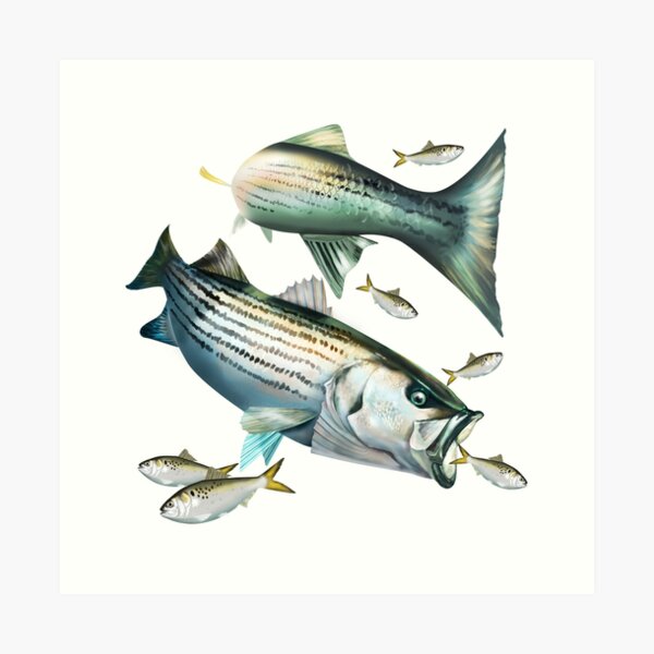 guy harvey bass paintings