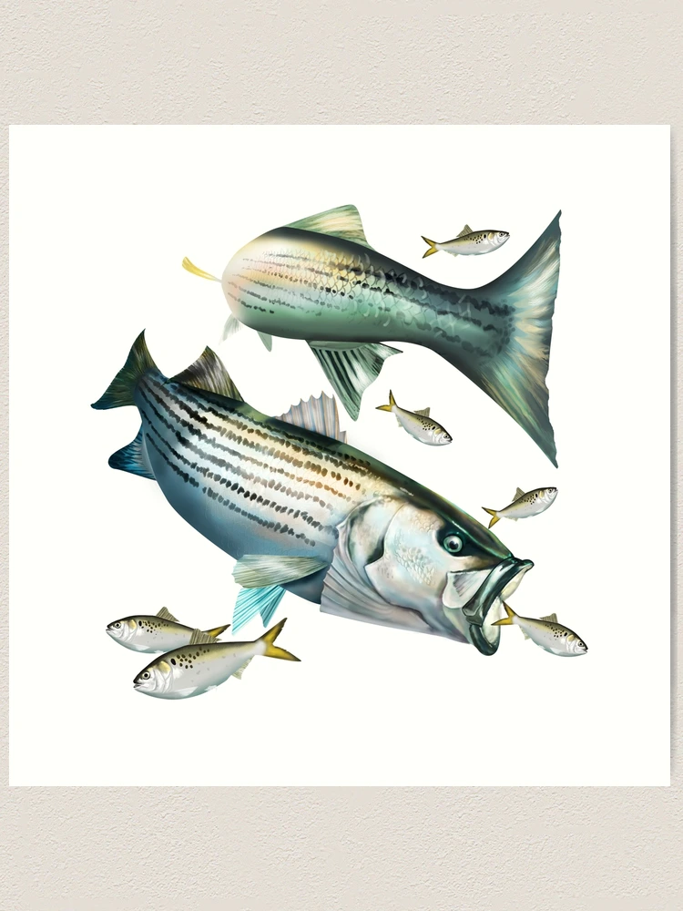 Striped Bass Chasing Menhaden Art Print for Sale by Mary Tracy