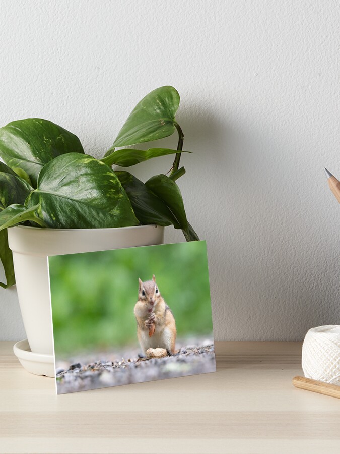 Chipmunk Stuffing His Face Throw Pillow