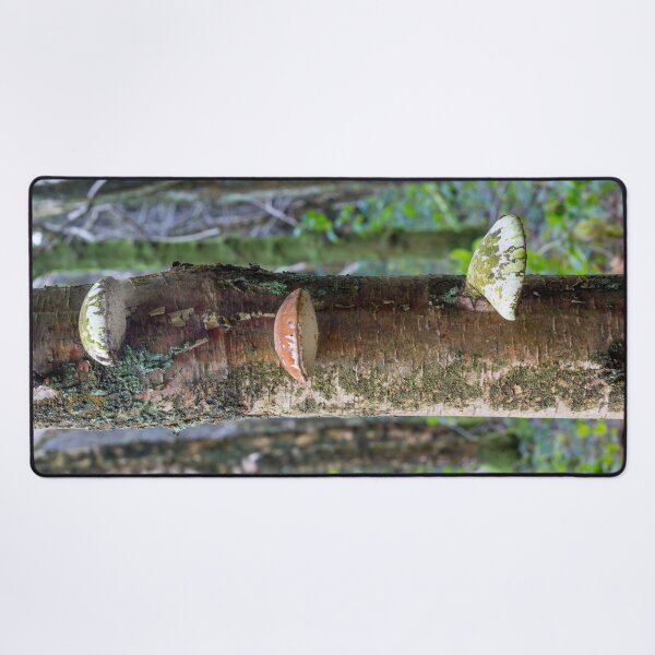 Item preview, Oyster Fungi designed and sold by Dave Hare Photography.