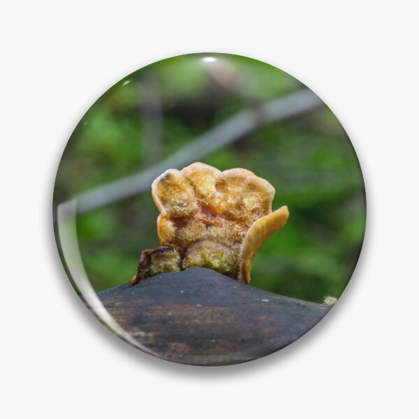 Item preview, Fungal remains designed and sold by Dave Hare Photography.