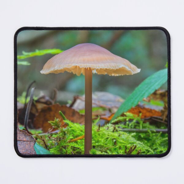 Item preview, Slender Fungi designed and sold by Dave Hare Photography.
