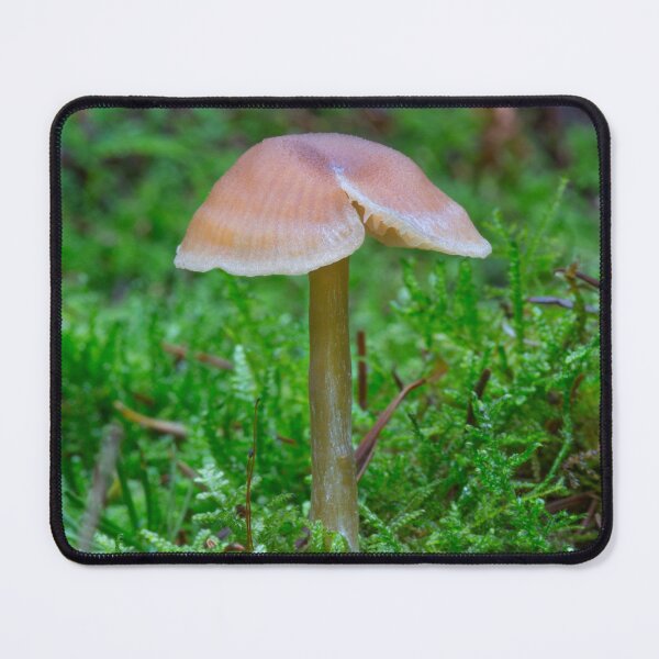Item preview, Tiny Fungi. designed and sold by Dave Hare Photography.