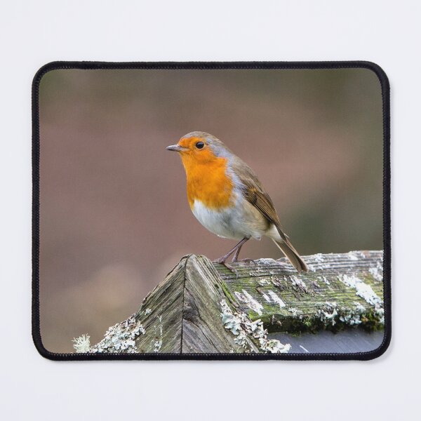 Item preview, European Robin designed and sold by Dave Hare Photography.