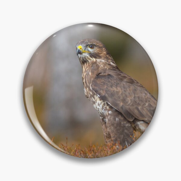 Item preview, Common Buzzard designed and sold by Dave Hare Photography.