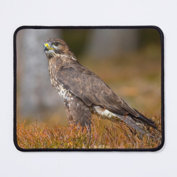 Item preview, Common Buzzard designed and sold by Dave Hare Photography.